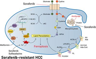 Mechanism of sorafenib resistance associated with ferroptosis in HCC